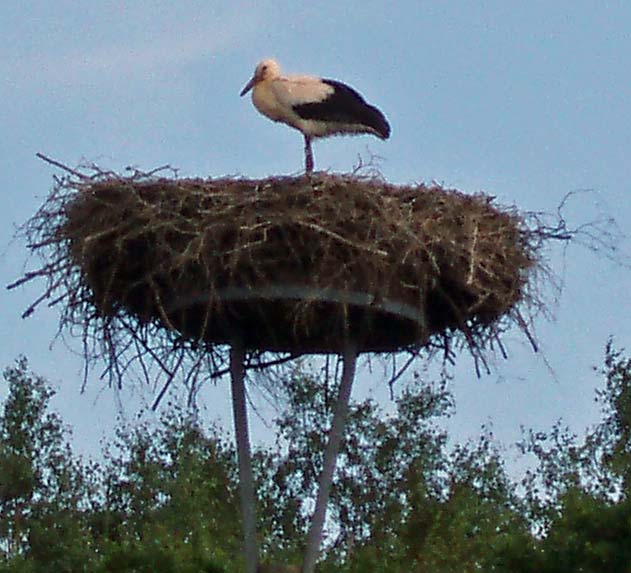 Stork