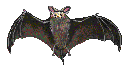 Fladdermus